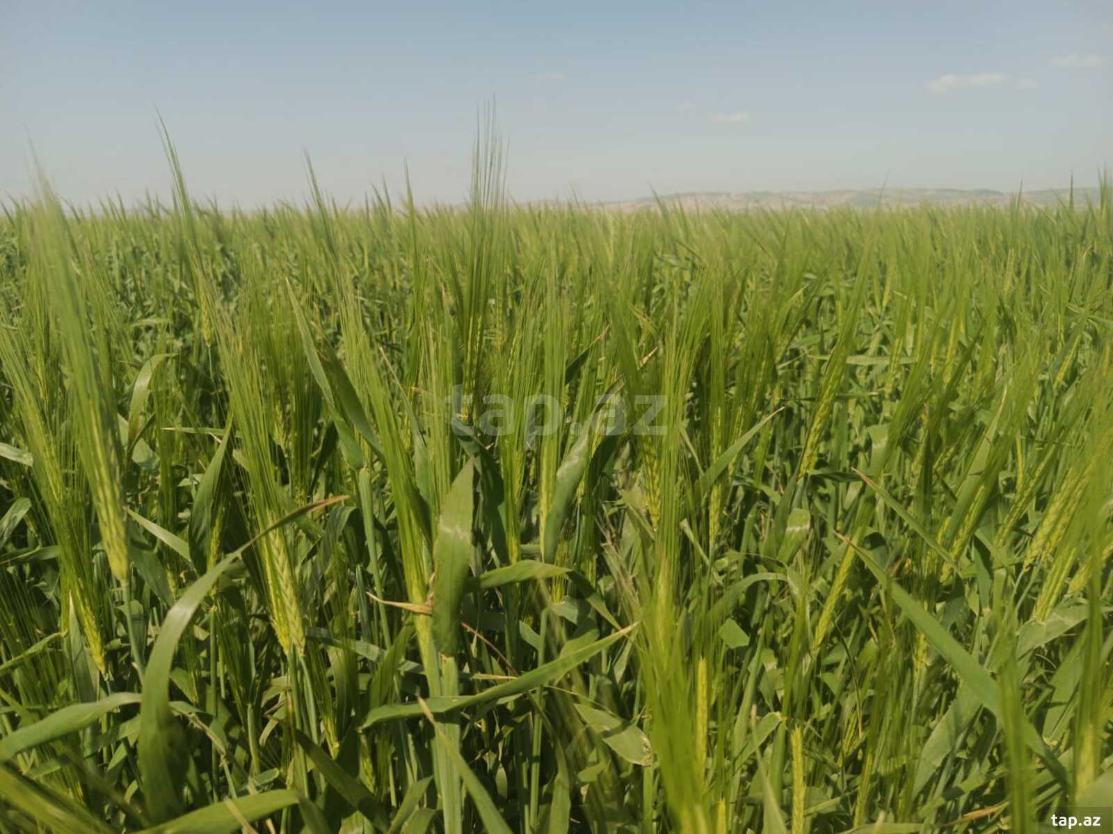 25000 sot torpaq sahəsi, Hacıqabul r. (2)