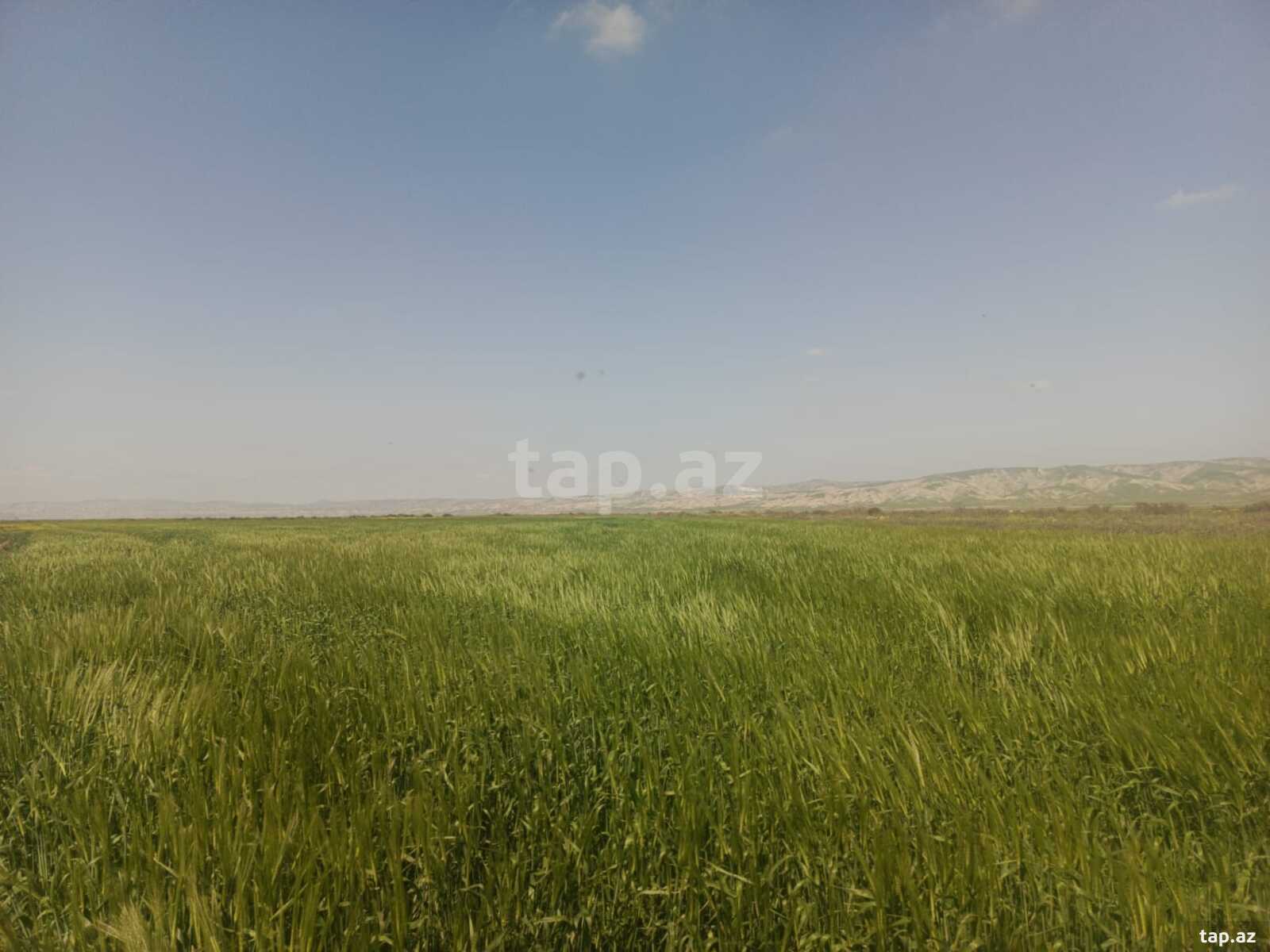 25000 sot torpaq sahəsi, Hacıqabul r. (6)
