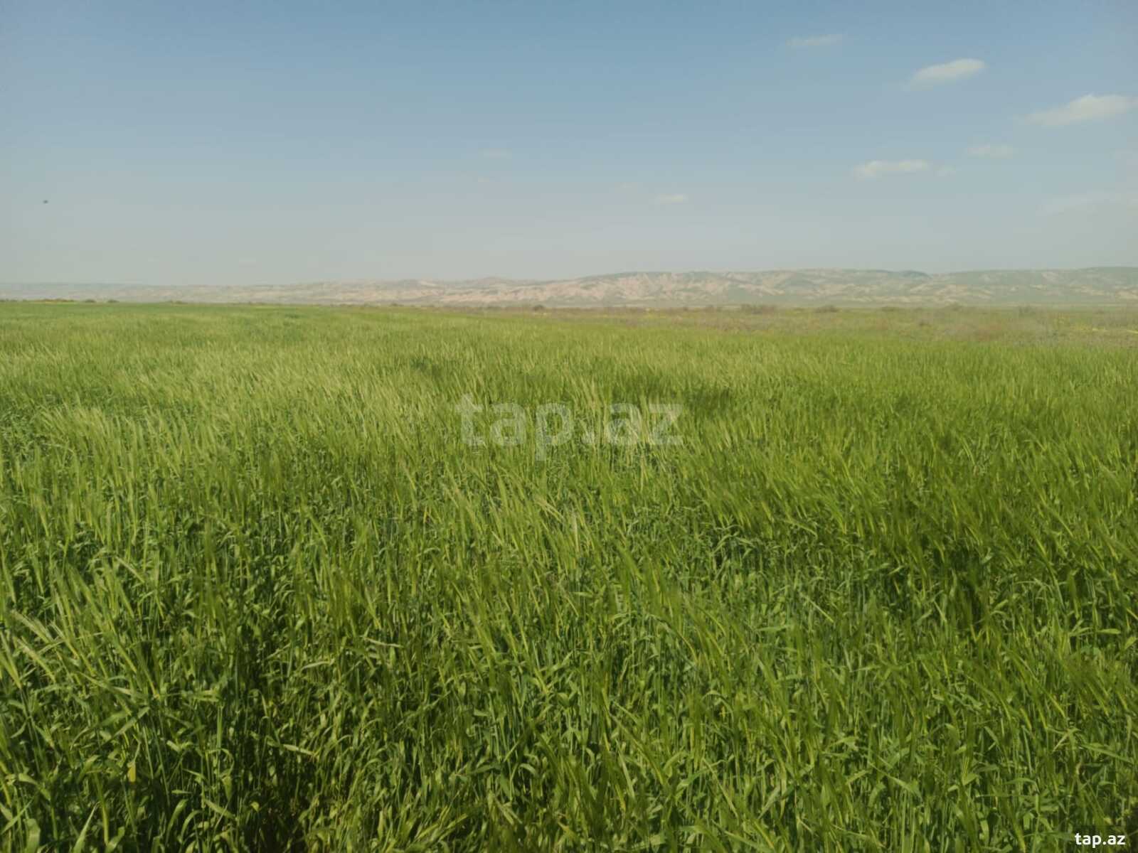 25000 sot torpaq sahəsi, Hacıqabul r. (11)