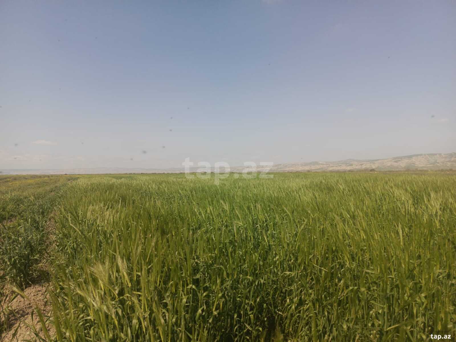 25000 sot torpaq sahəsi, Hacıqabul r. (8)
