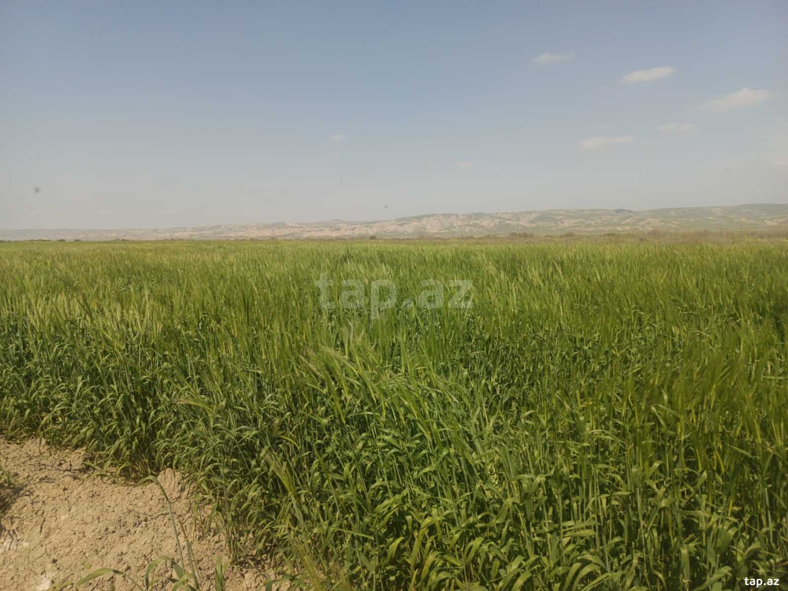 25000 sot torpaq sahəsi, Hacıqabul r. (5)