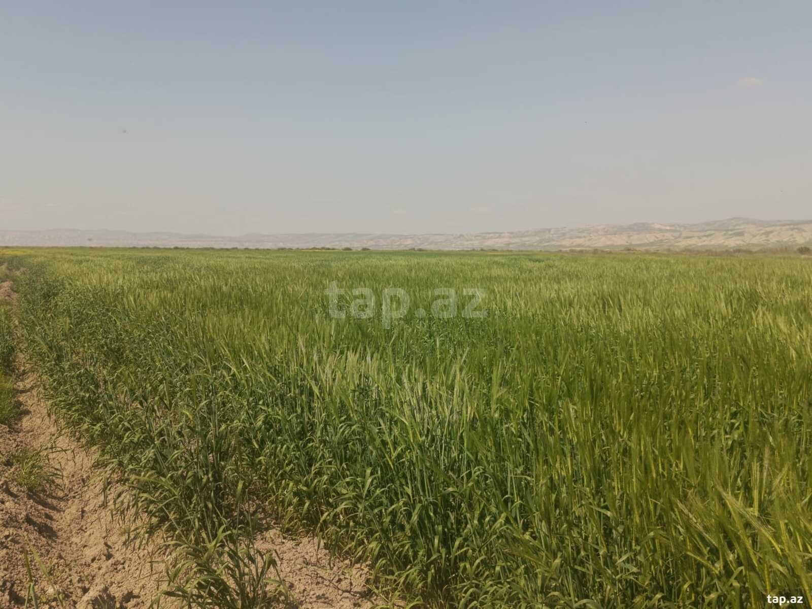 25000 sot torpaq sahəsi, Hacıqabul r. (4)