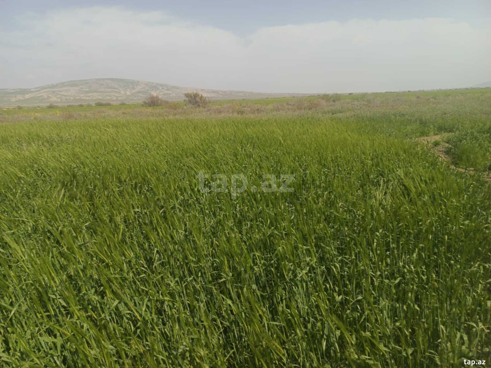 25000 sot torpaq sahəsi, Hacıqabul r. (9)