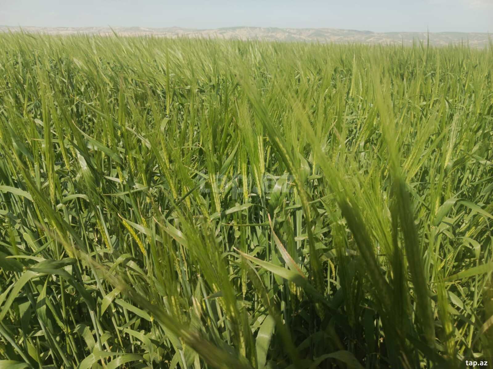 25000 sot torpaq sahəsi, Hacıqabul r.