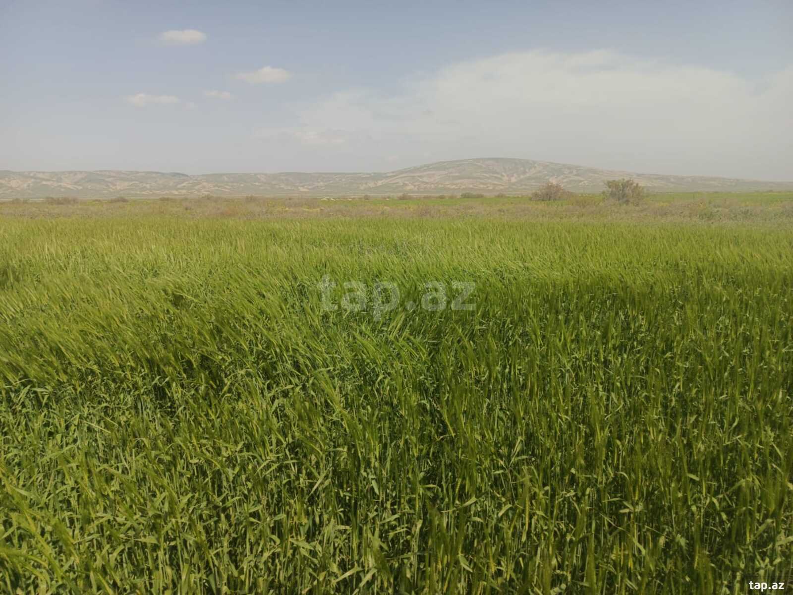 25000 sot torpaq sahəsi, Hacıqabul r. (7)