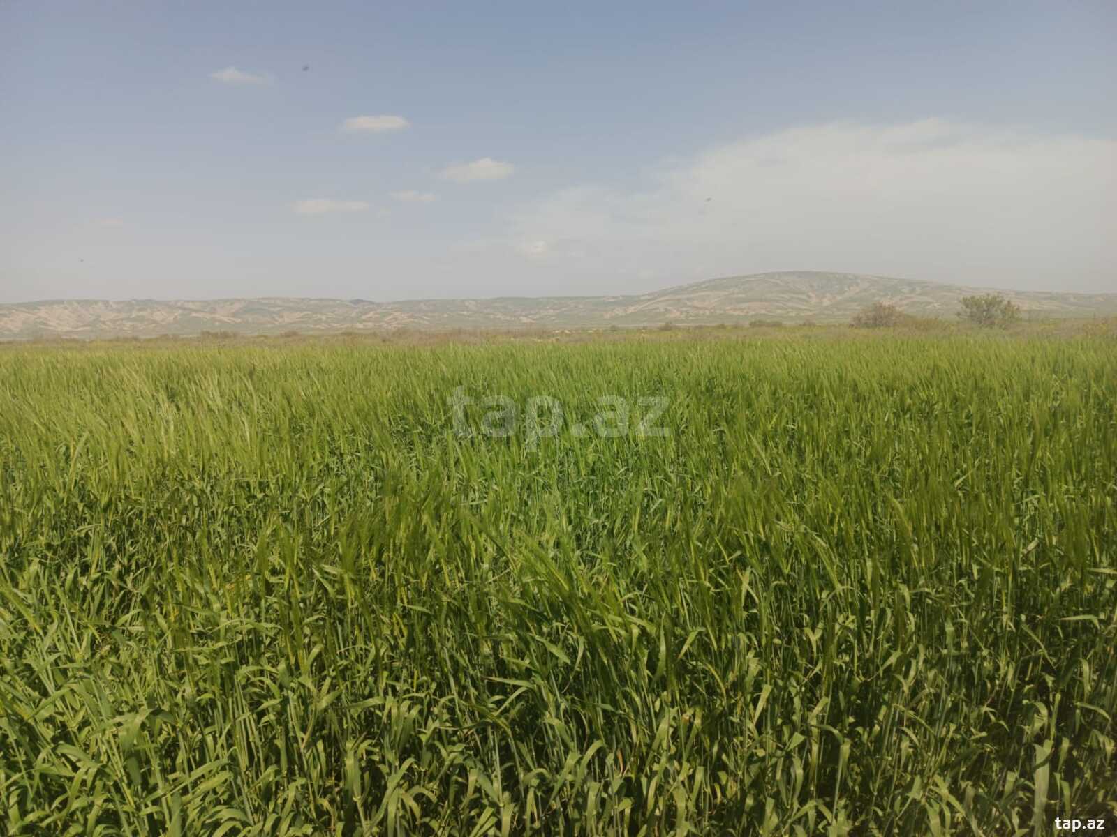 25000 sot torpaq sahəsi, Hacıqabul r. (3)