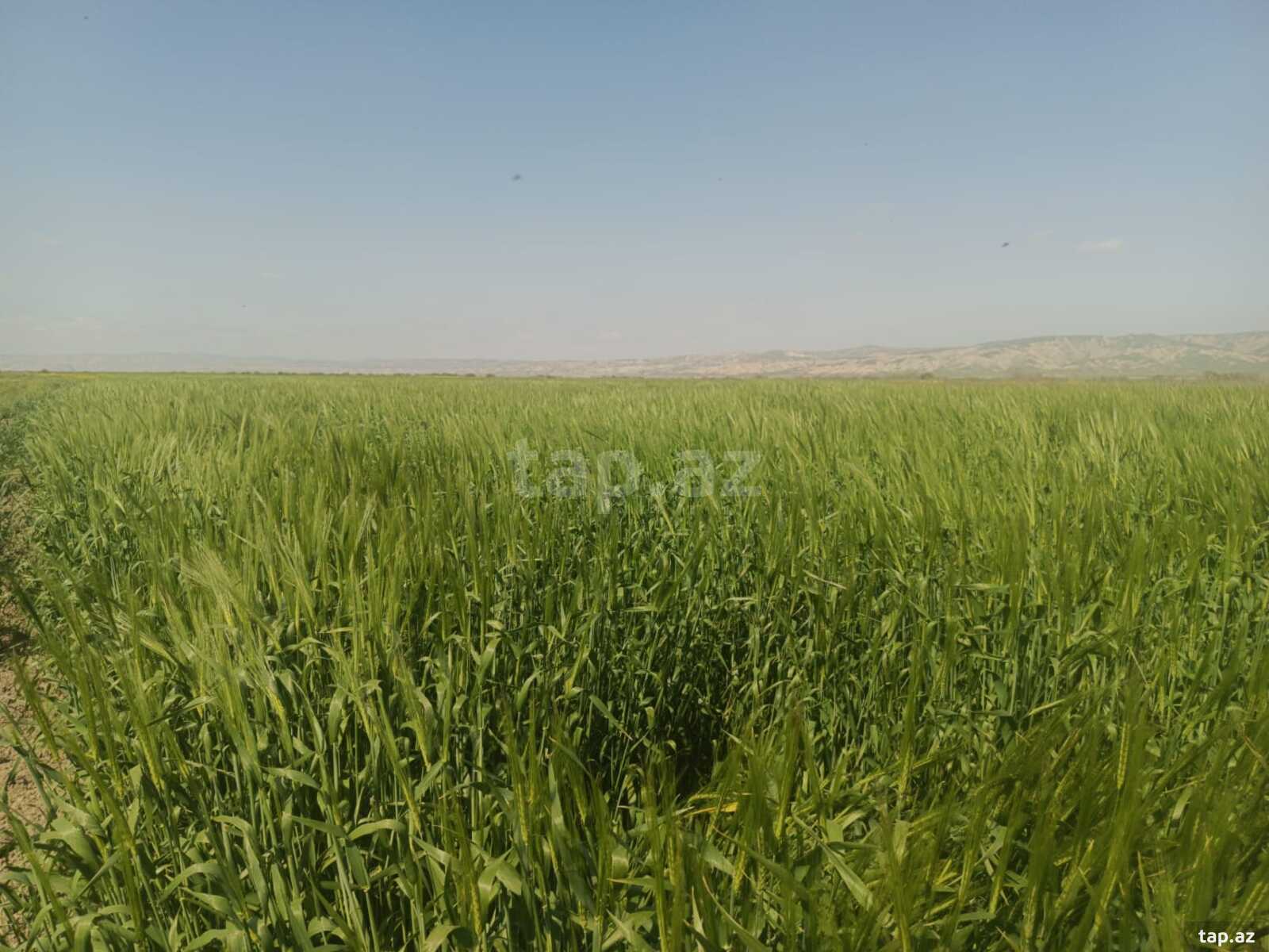 25000 sot torpaq sahəsi, Hacıqabul r. (10)