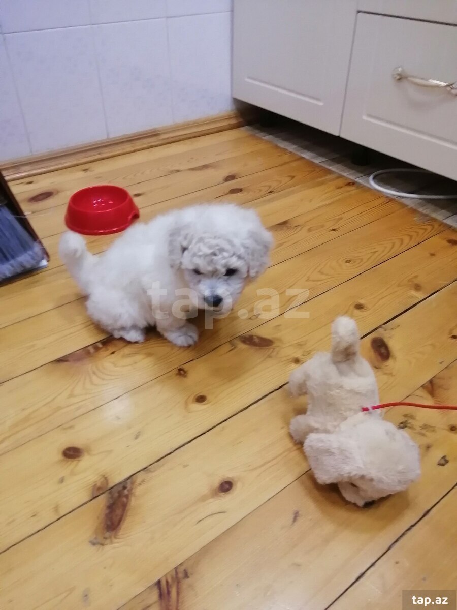 Pudel (5)