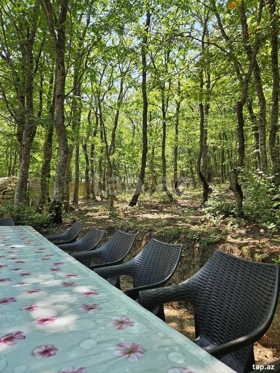 Piknik xidməti  (6)
