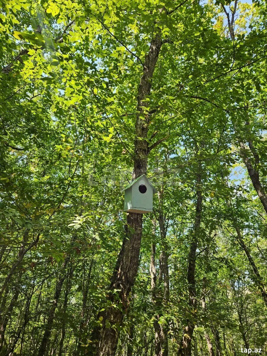 Piknik xidməti  (10)
