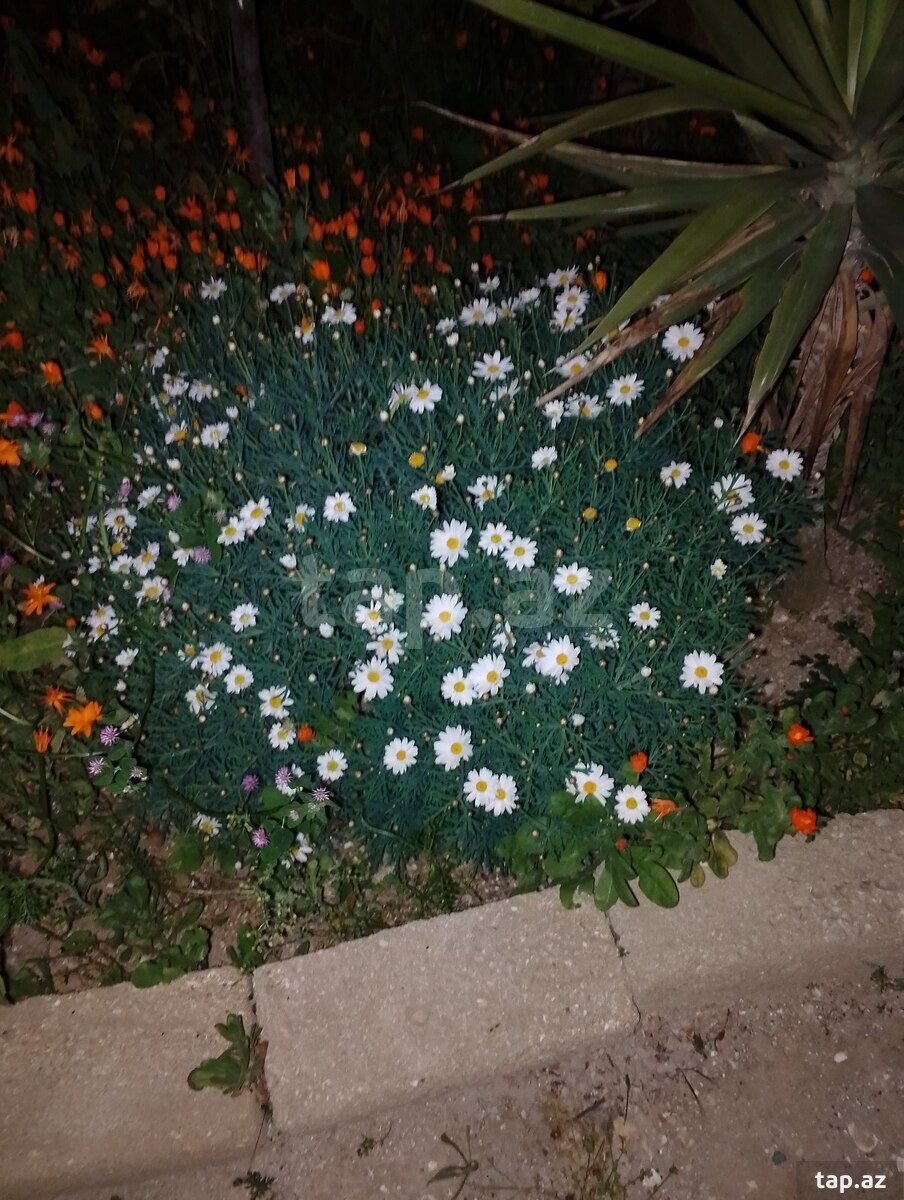 Həyət evi, Binə qəs.