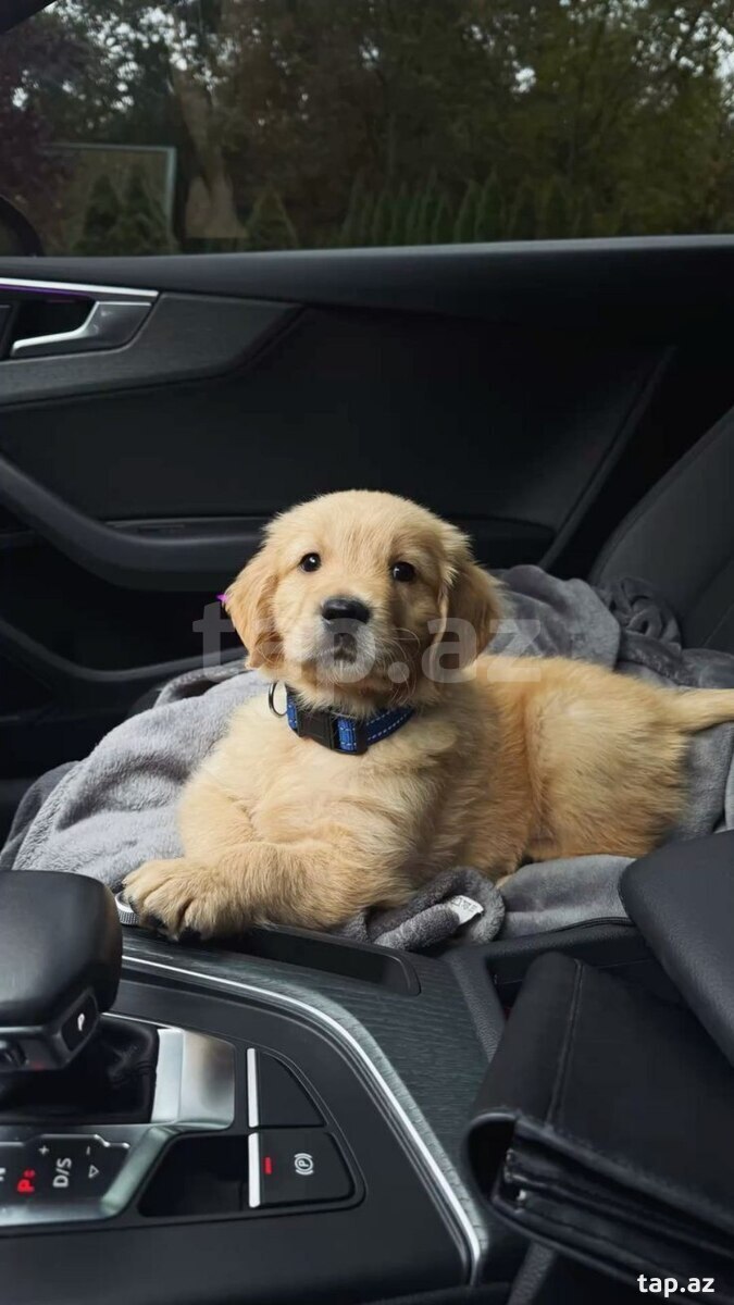 Golden Retriver