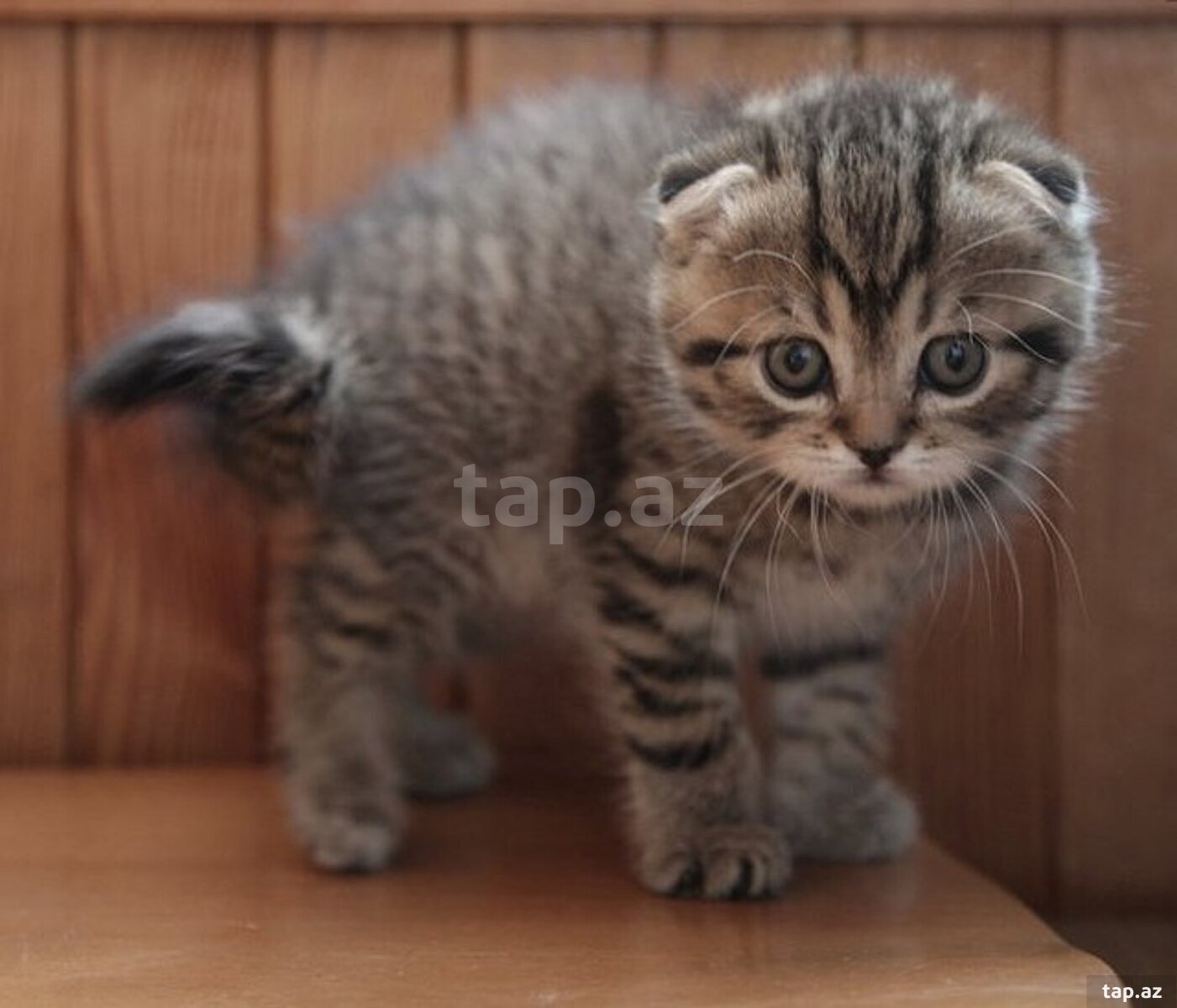 Şotland pişiyi balaları (17)