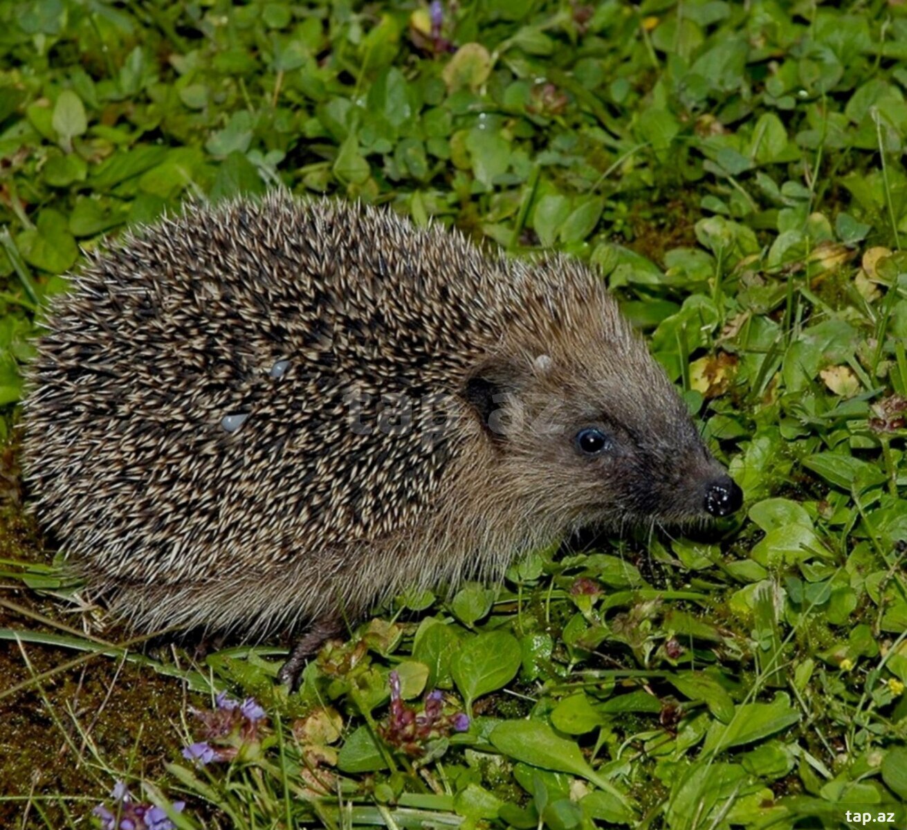 Kirpi