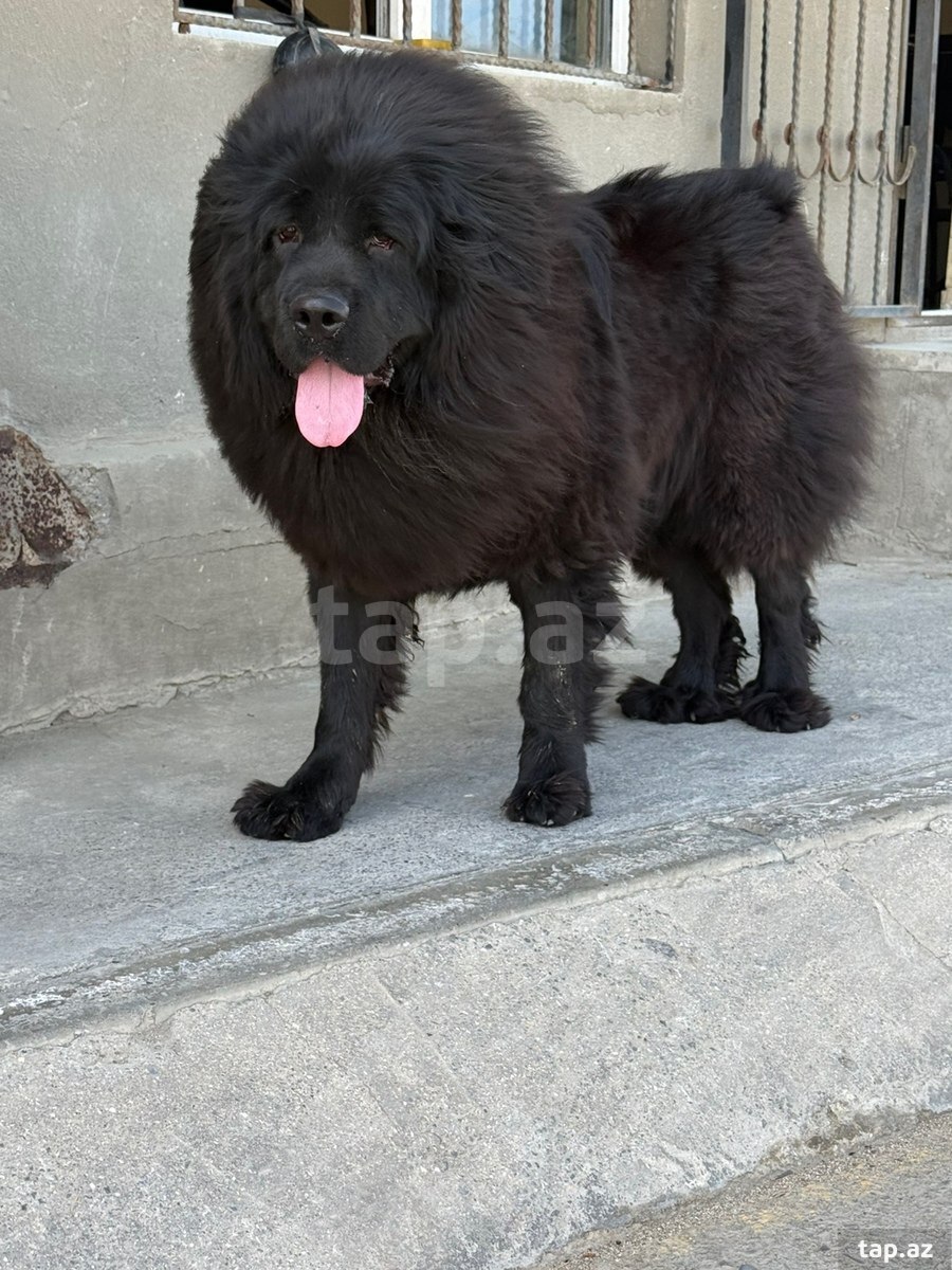 Tibet Mastiff iti