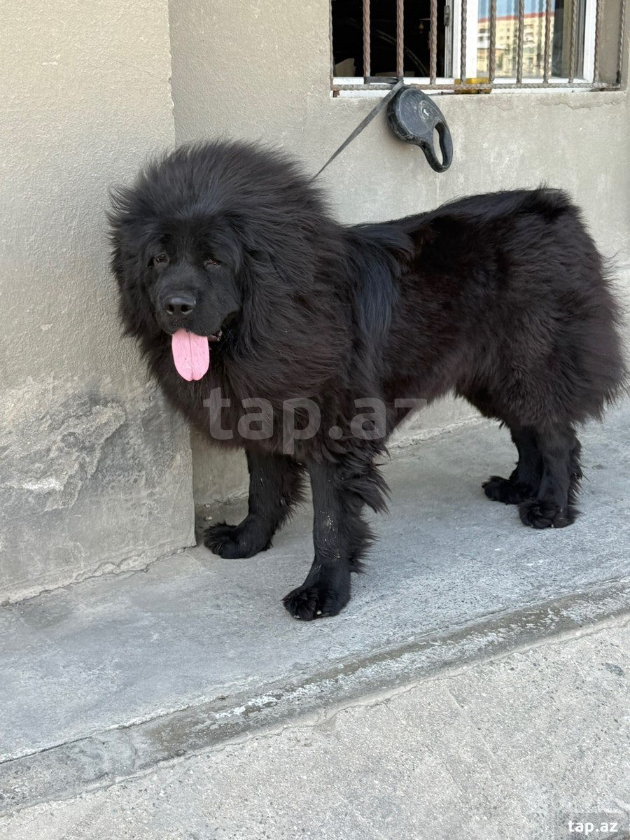 Tibet Mastiff iti (2)