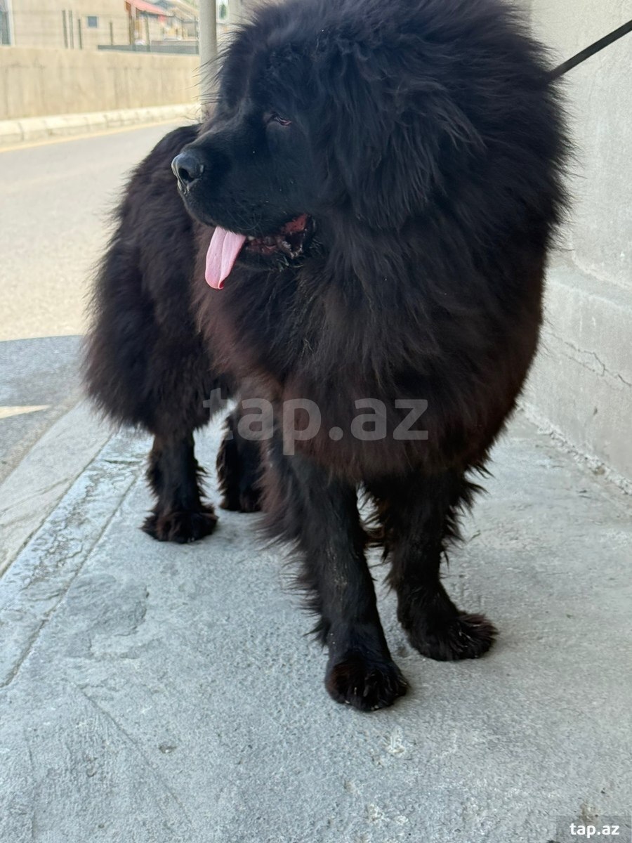 Tibet Mastiff iti (3)