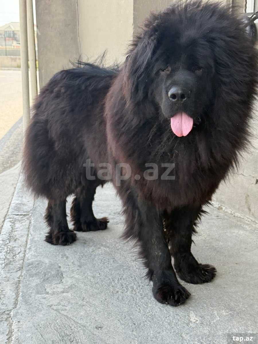 Tibet Mastiff iti (4)