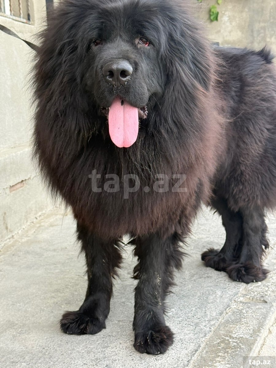 Tibet Mastiff iti (5)