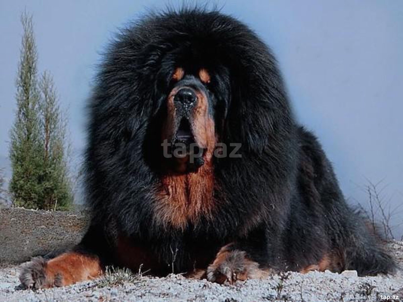 Tibet mastiffi