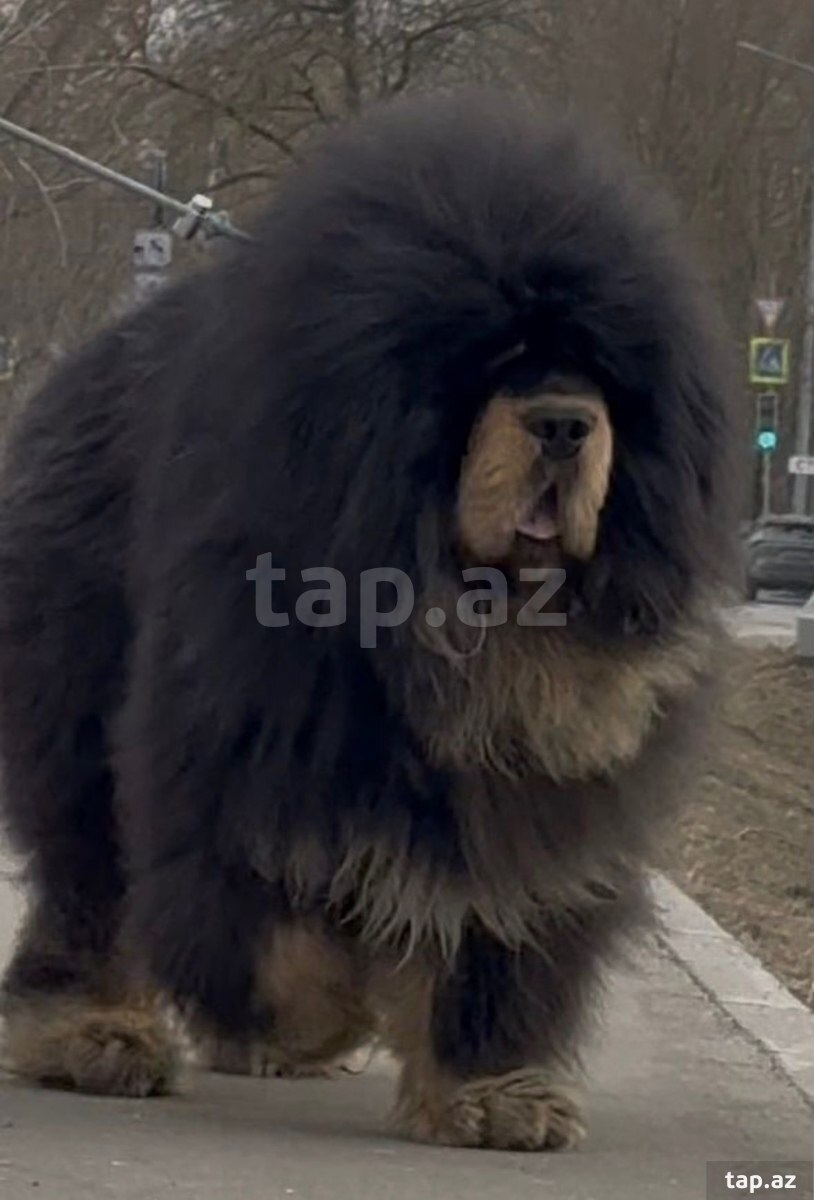 Tibet mastiffi (3)