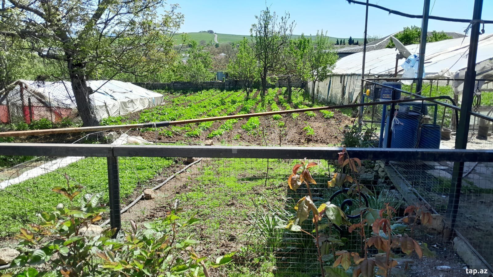 Həyət evi, Şamaxı r. (10)