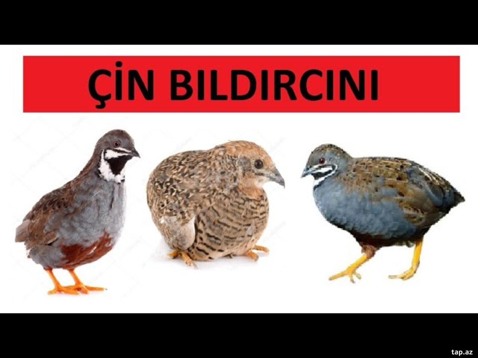 Çin bildirçini (7)