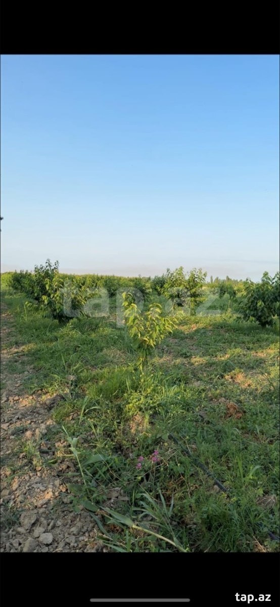 500 sot torpaq sahəsi, Xaçmaz r. (2)
