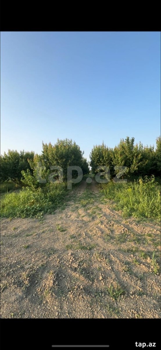 500 sot torpaq sahəsi, Xaçmaz r.