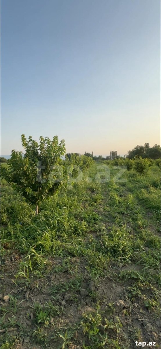 500 sot torpaq sahəsi, Xaçmaz r. (4)