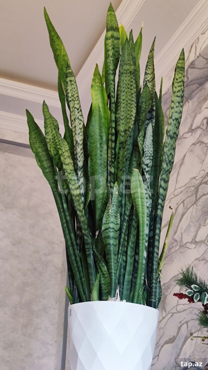 Qılınc gülü Sansevieria (4)