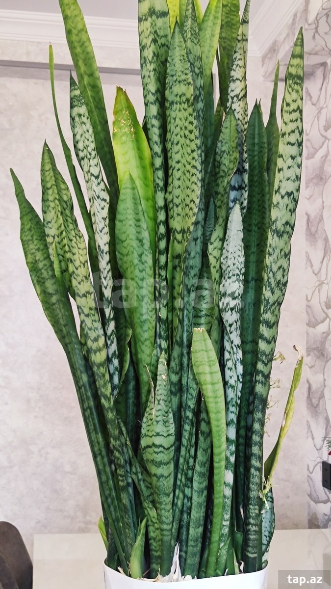Qılınc gülü Sansevieria (3)