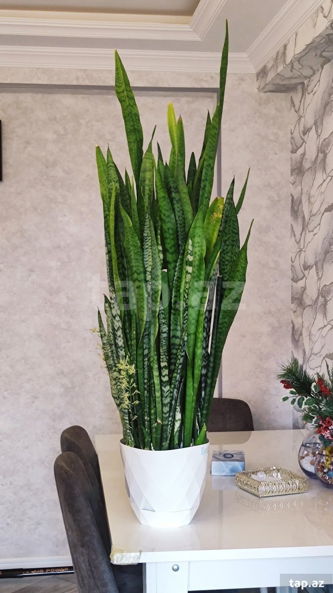 Qılınc gülü Sansevieria