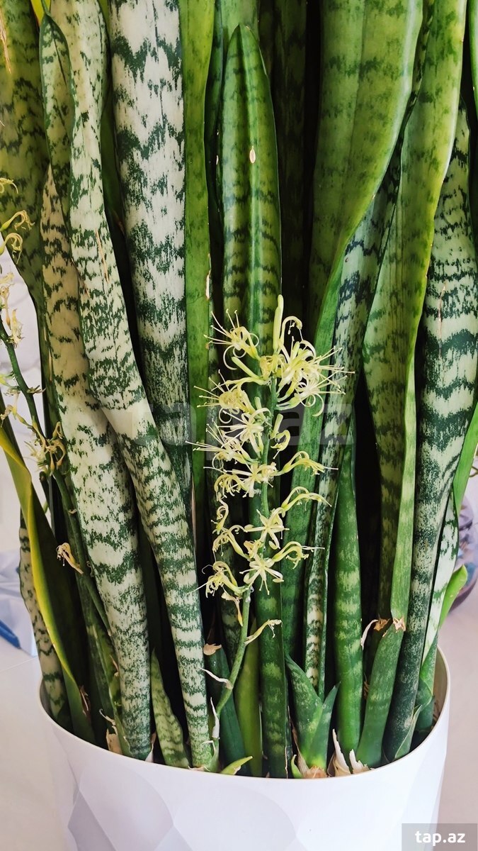 Qılınc gülü Sansevieria (2)