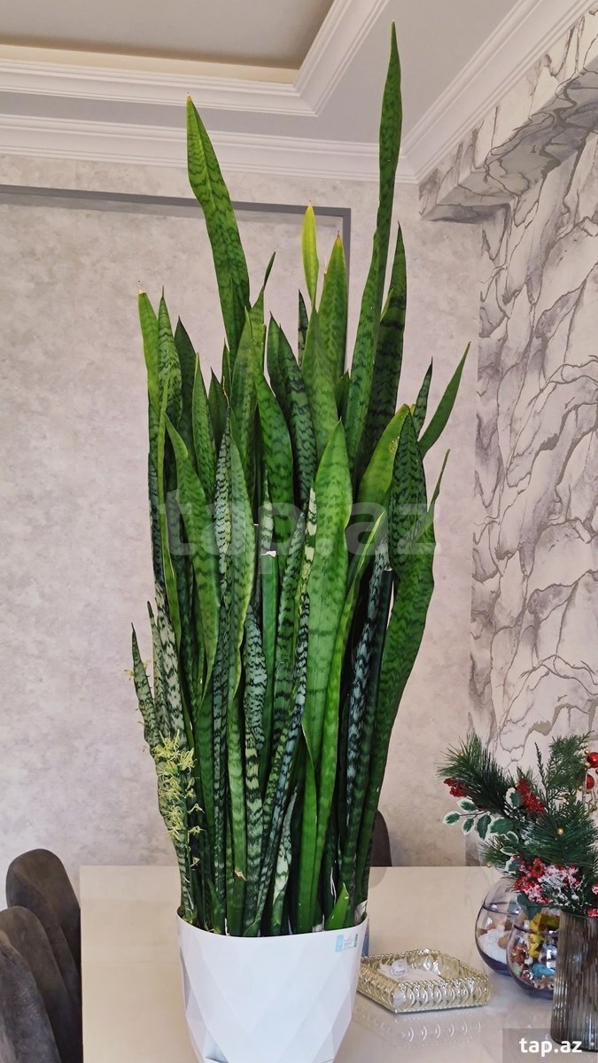 Qılınc gülü Sansevieria (5)
