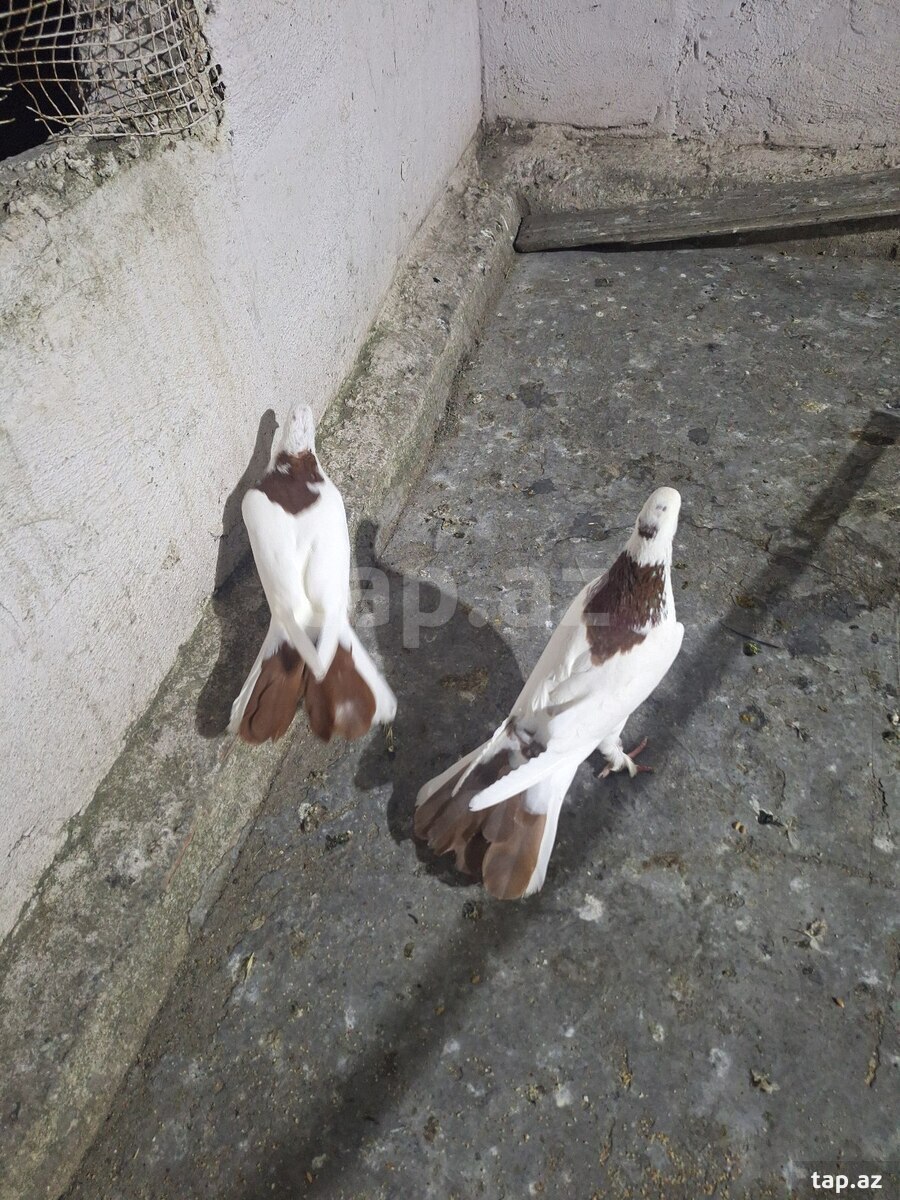 Göyərçinlər