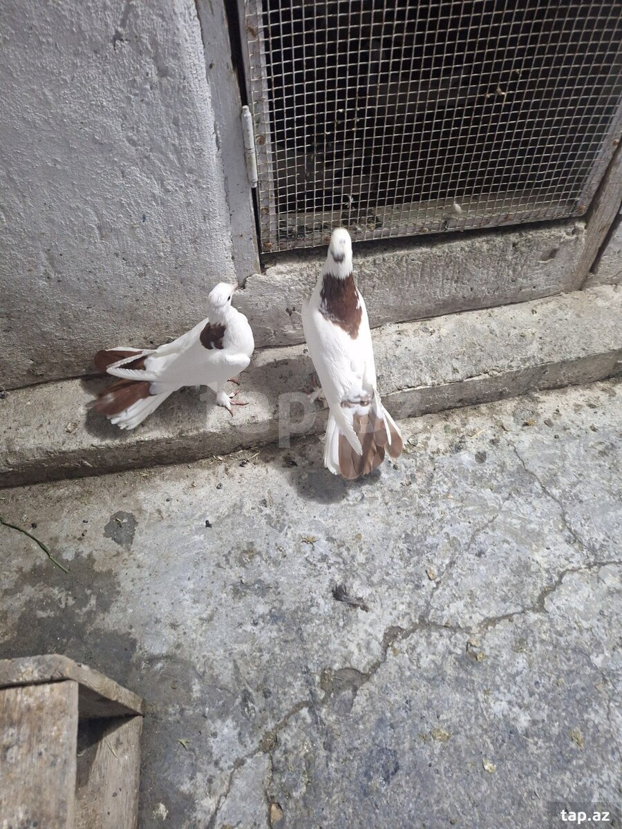 Göyərçinlər (3)