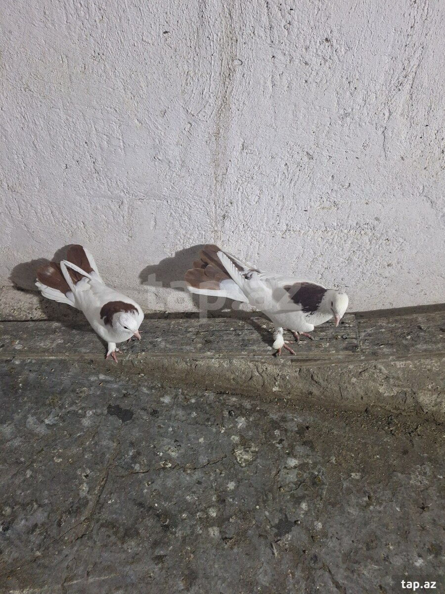Göyərçinlər (2)