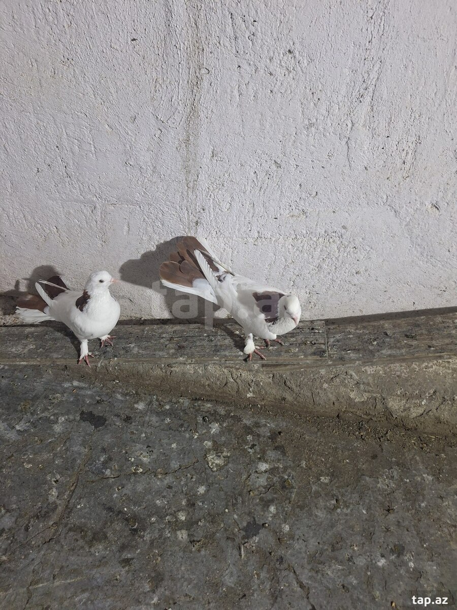 Göyərçinlər (6)