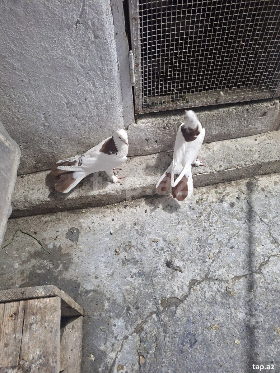 Göyərçinlər (4)