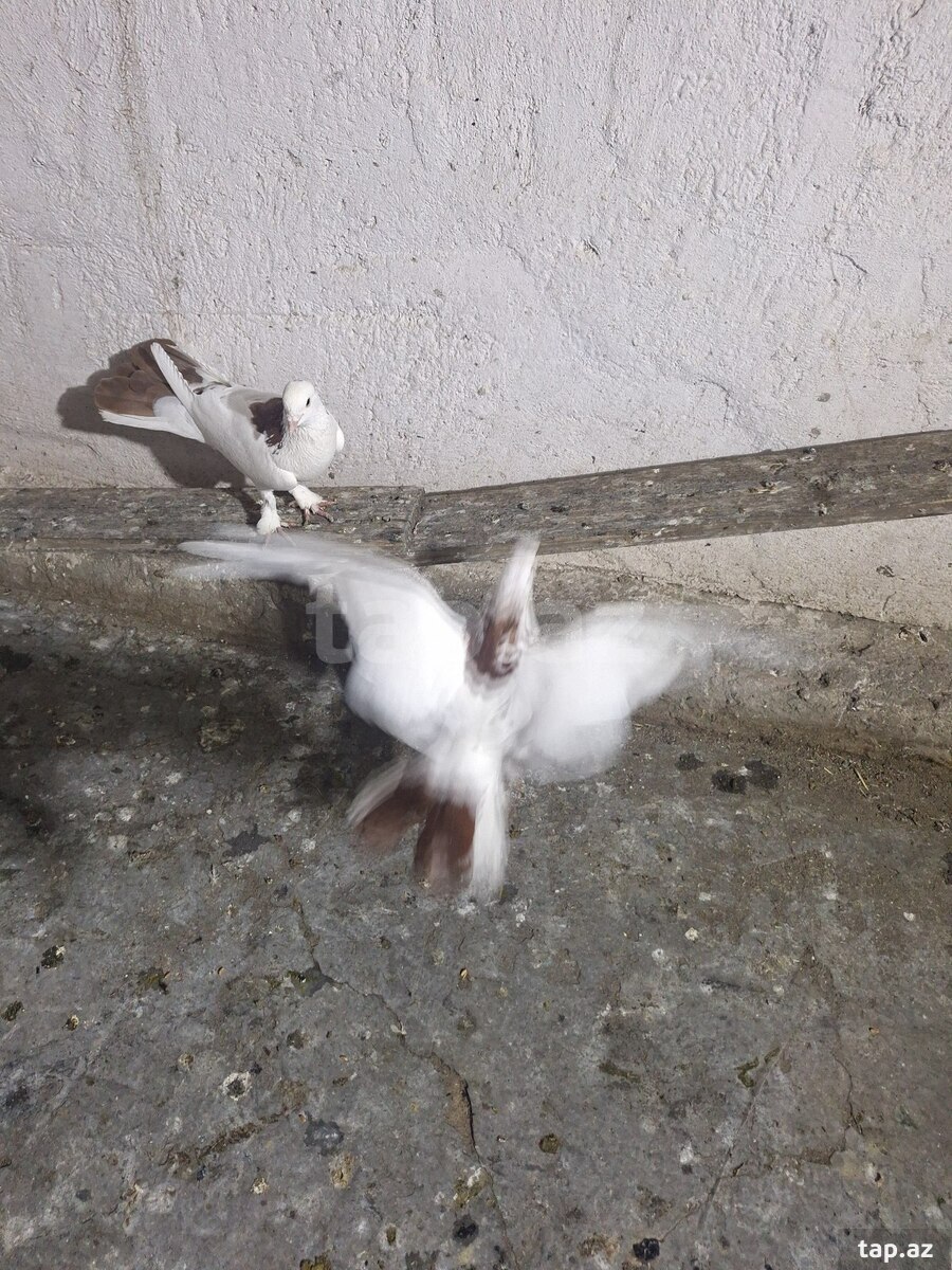 Göyərçinlər (7)