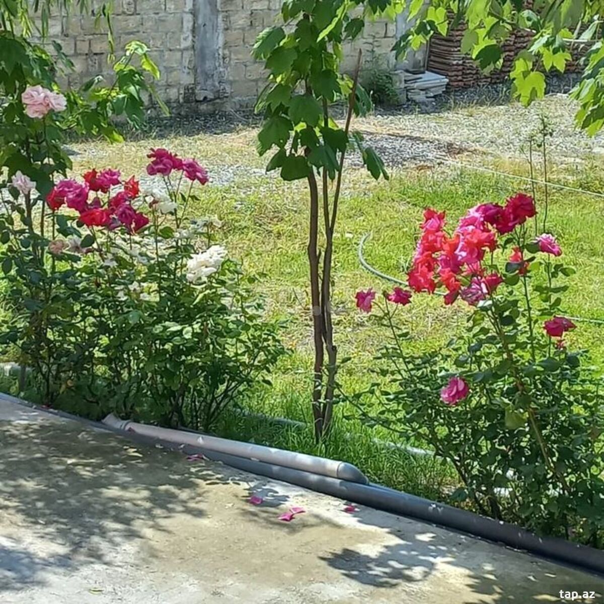 Həyət evi kirayə verilir, İsmayıllı r. (5)