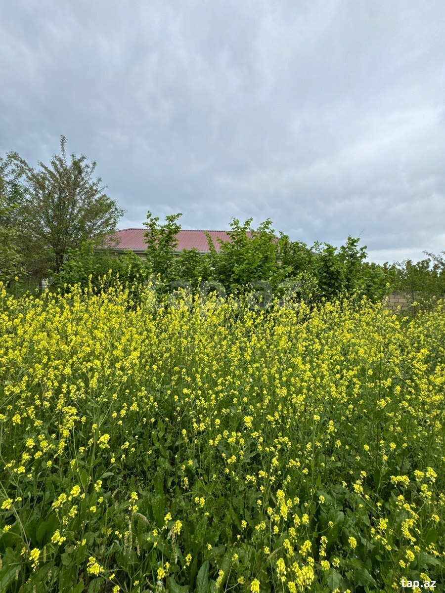 Həyət evi, Qusar r. (17)