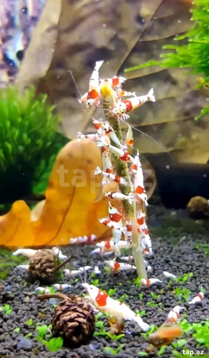 Krivetlər üçün stik yemlər