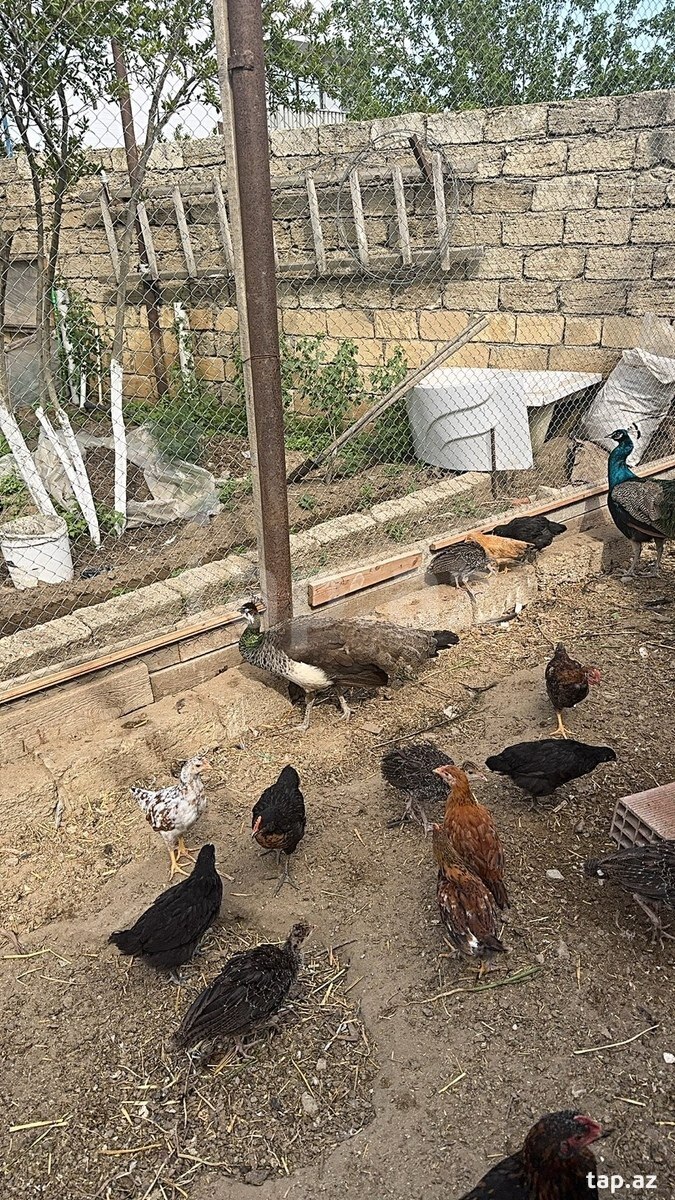 Tovuz quşu (3)