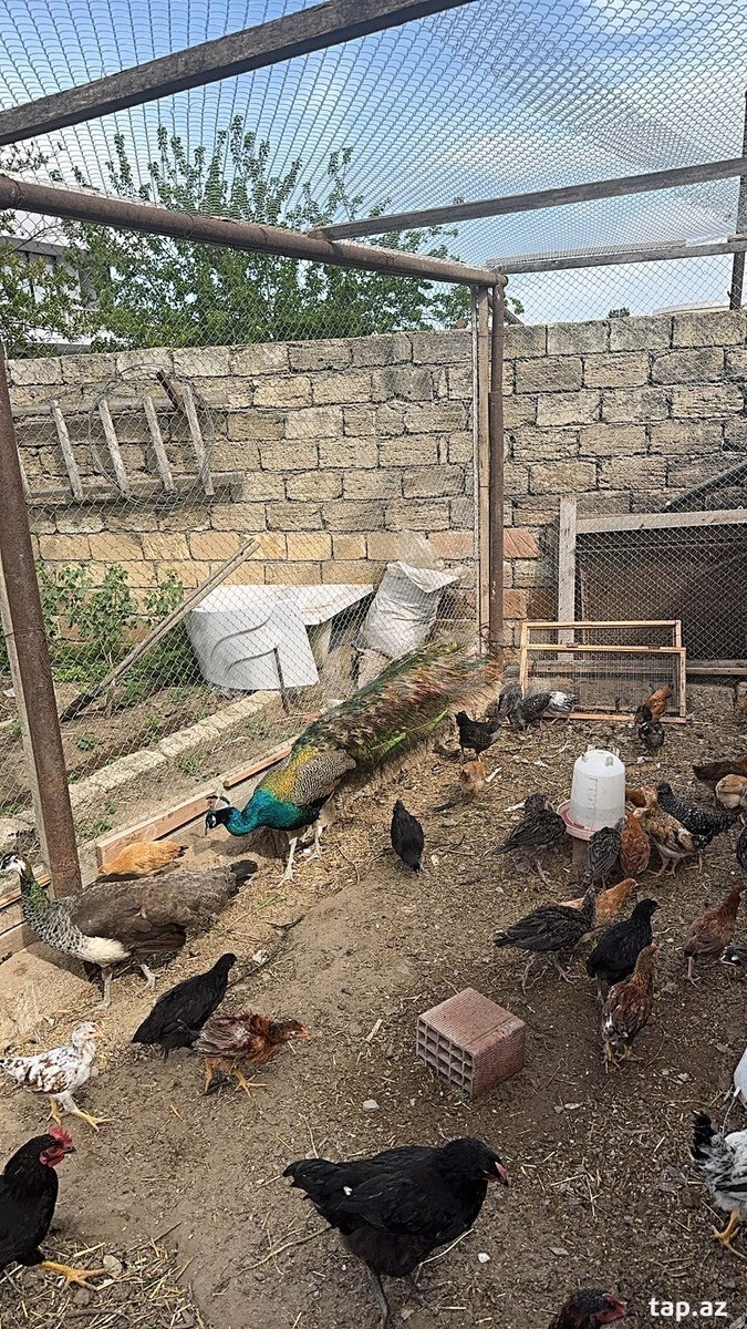 Tovuz quşu (4)