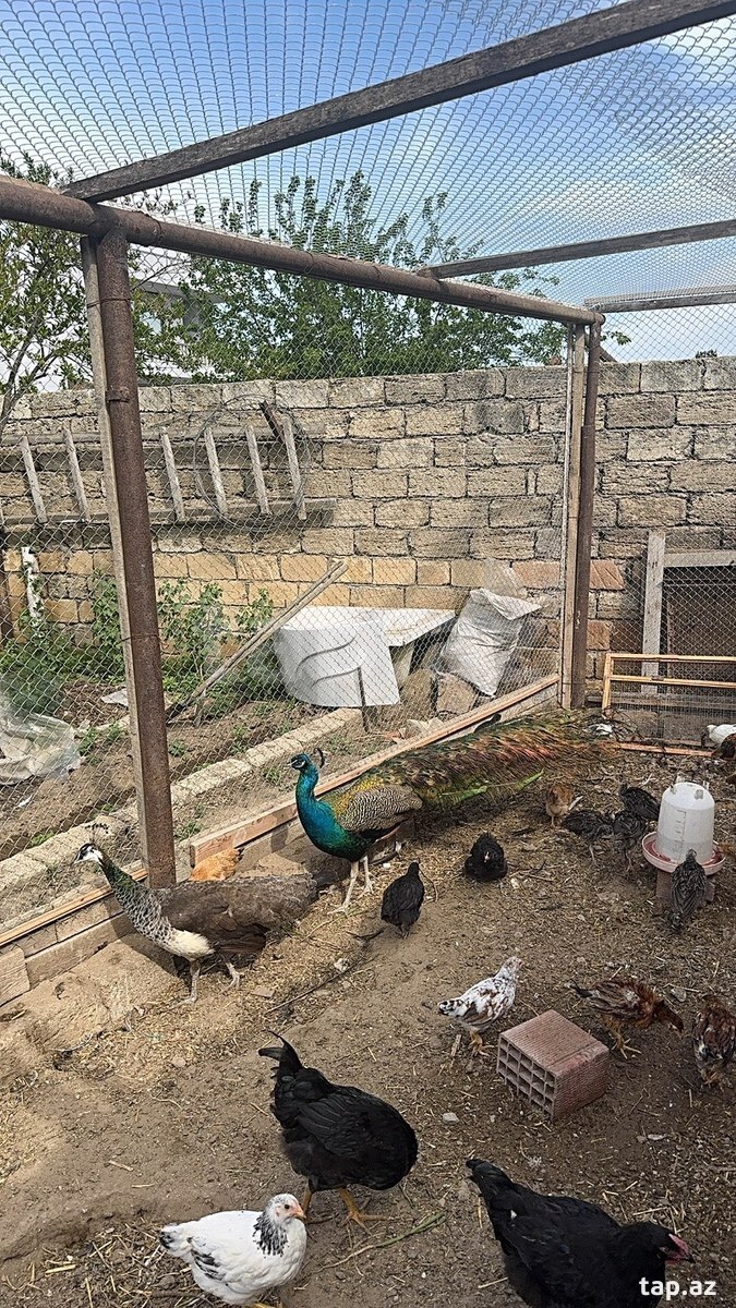 Tovuz quşu (5)