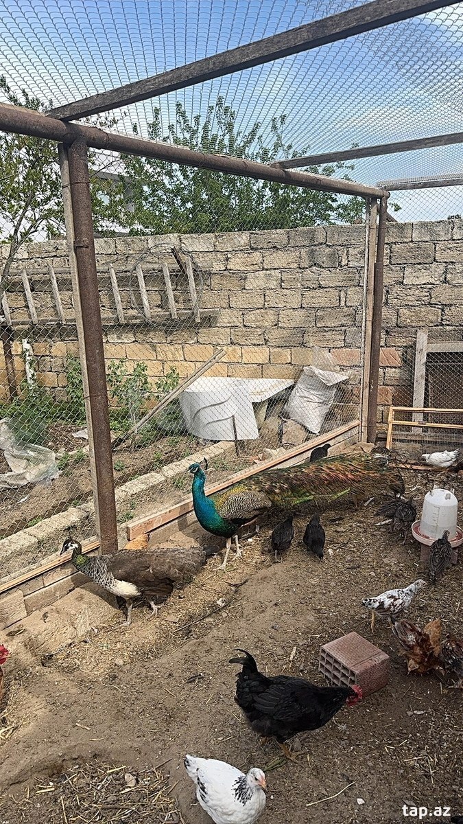 Tovuz quşu (6)