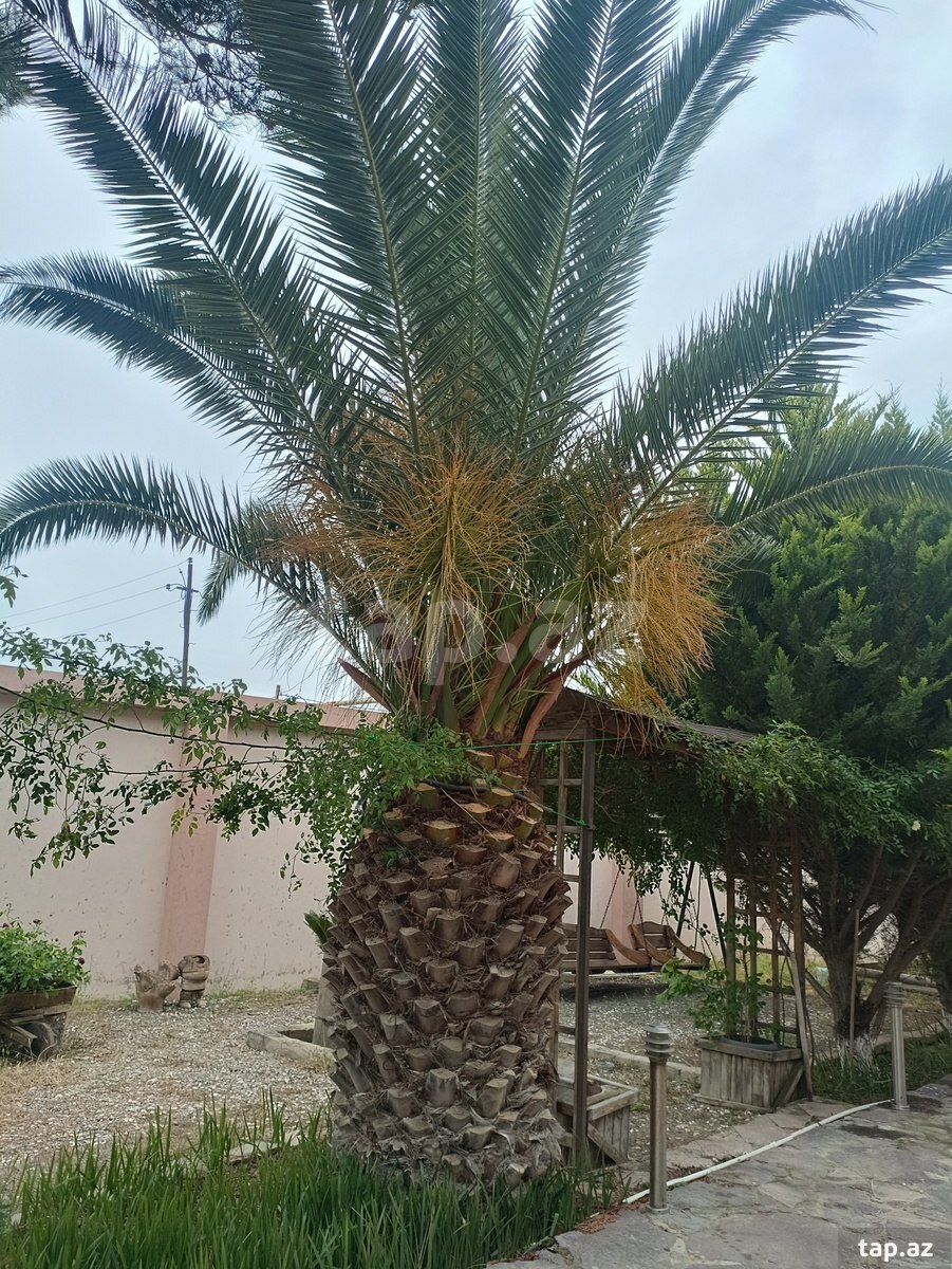 Bağ evi, Ləhic bağları (24)