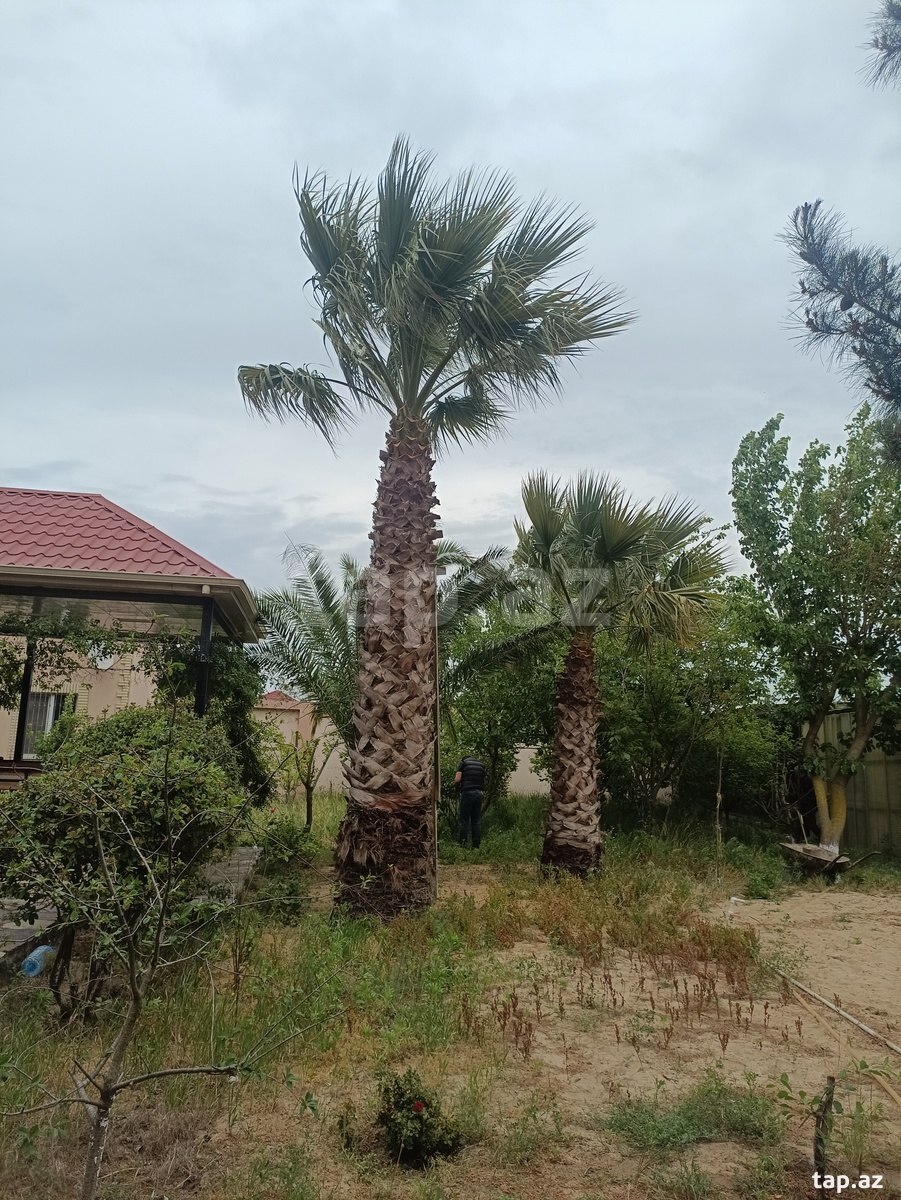 Bağ evi, Ləhic bağları (23)